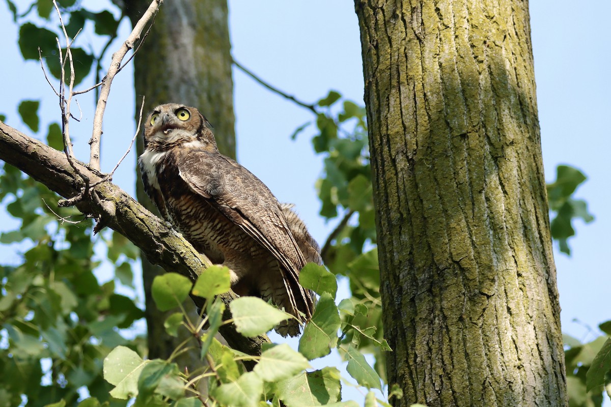 Great Horned Owl - Fred Grenier