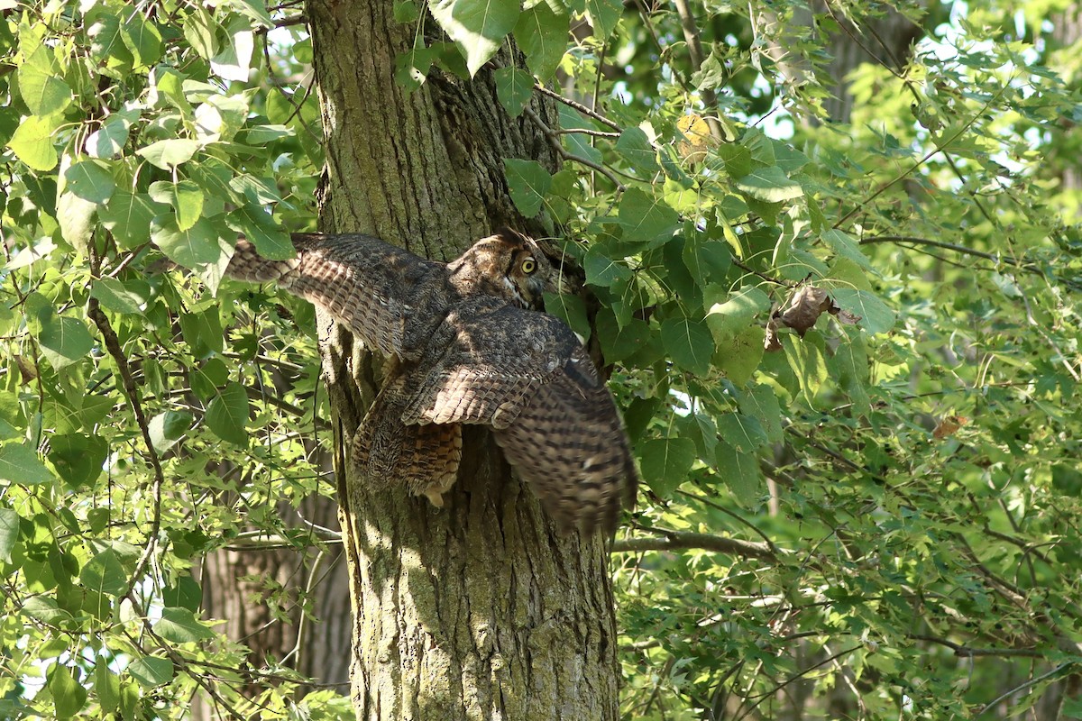 Great Horned Owl - ML623729197