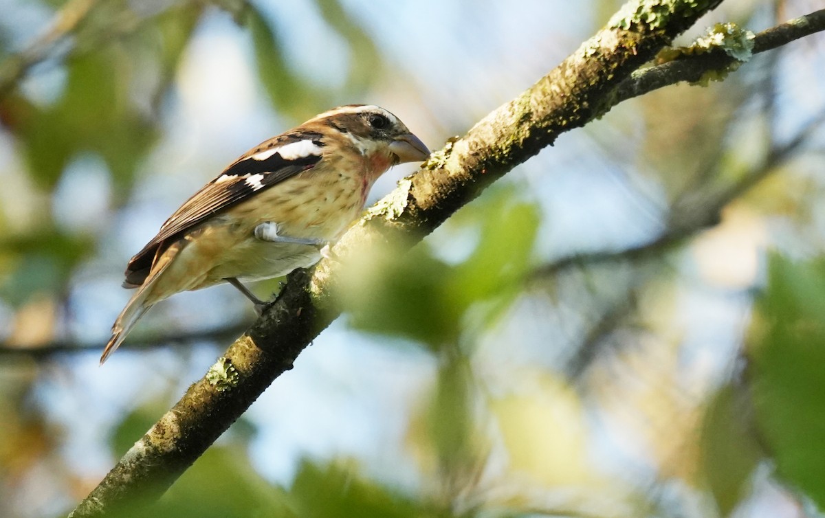 Rose-breasted Grosbeak - ML623729202