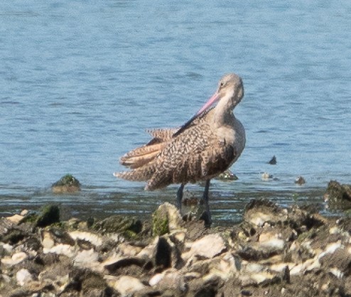 Marbled Godwit - ML623729215