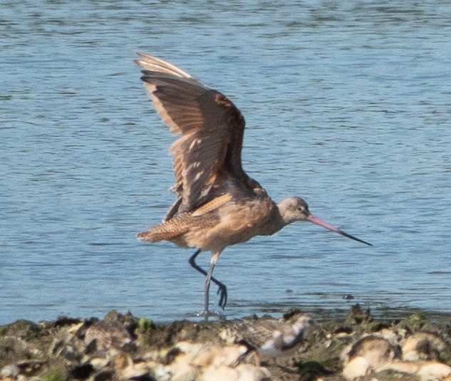 Marbled Godwit - ML623729216