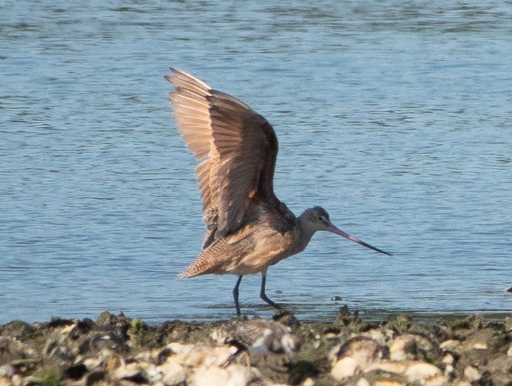 Marbled Godwit - ML623729217