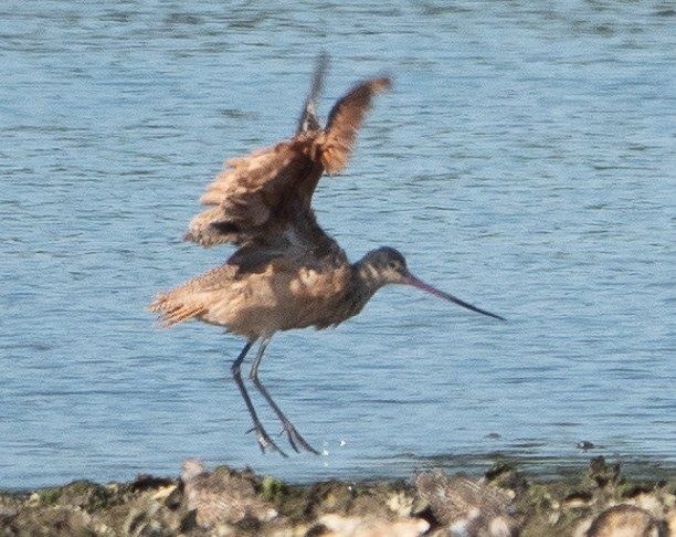 Marbled Godwit - ML623729218