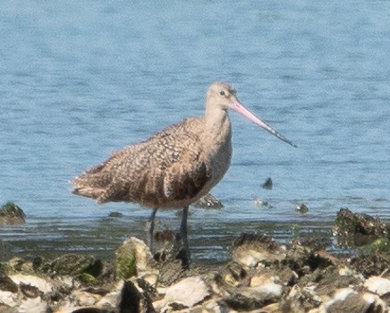 Marbled Godwit - ML623729219