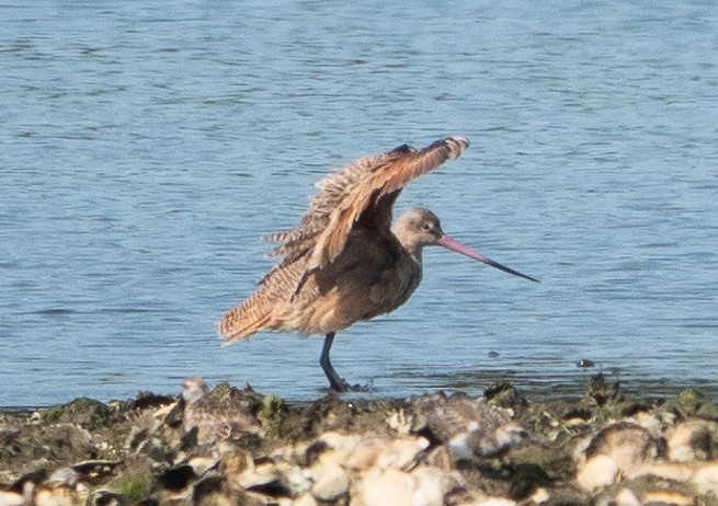 Marbled Godwit - ML623729220