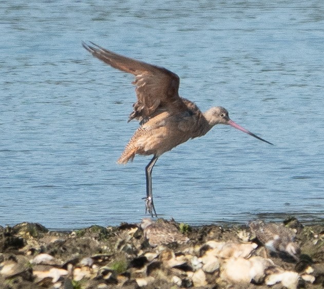 Marbled Godwit - ML623729221