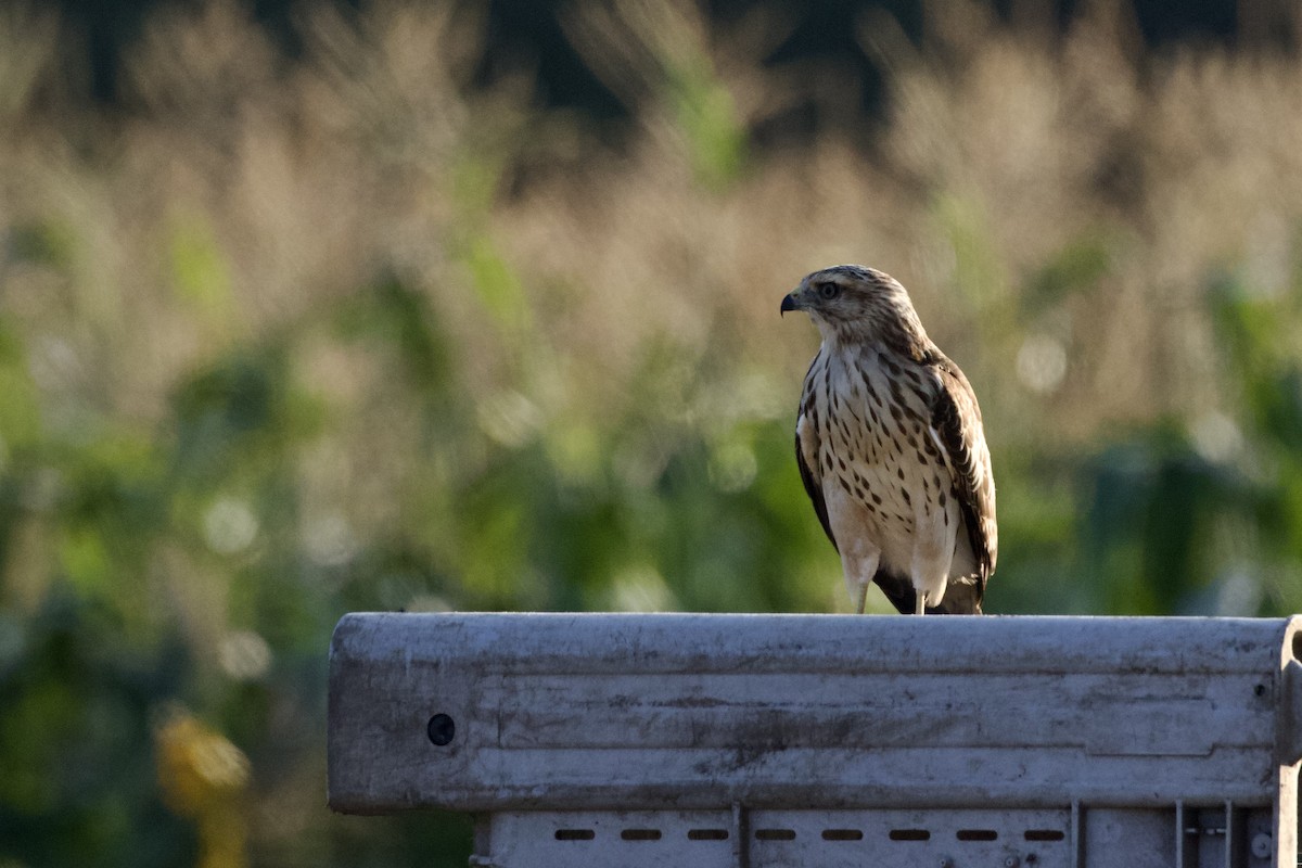 Red-shouldered Hawk (lineatus Group) - ML623729225