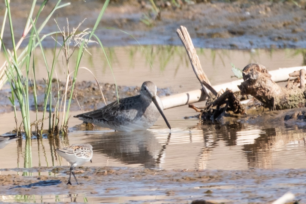 Long-billed Dowitcher - ML623729237