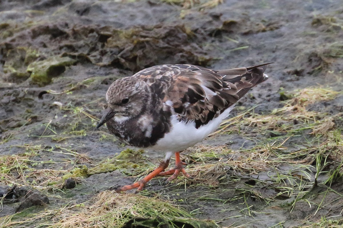 Ruddy Turnstone - Jeffrey Fenwick