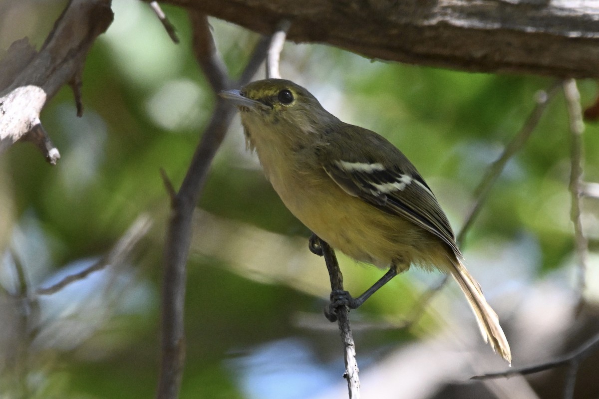 Vireo Piquigrueso - ML623729255