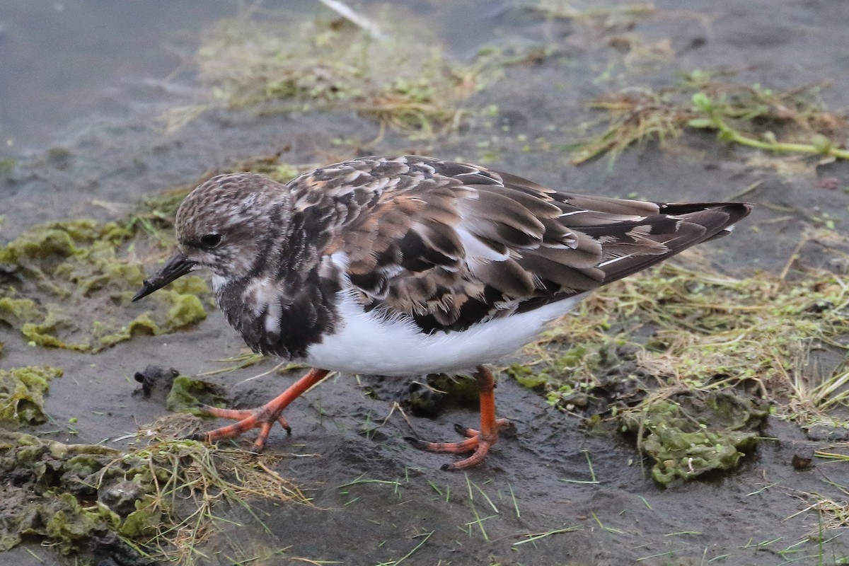 Ruddy Turnstone - ML623729281