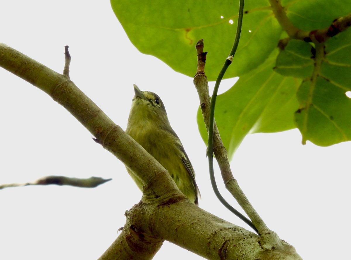 Vireo Piquigrueso - ML623729300