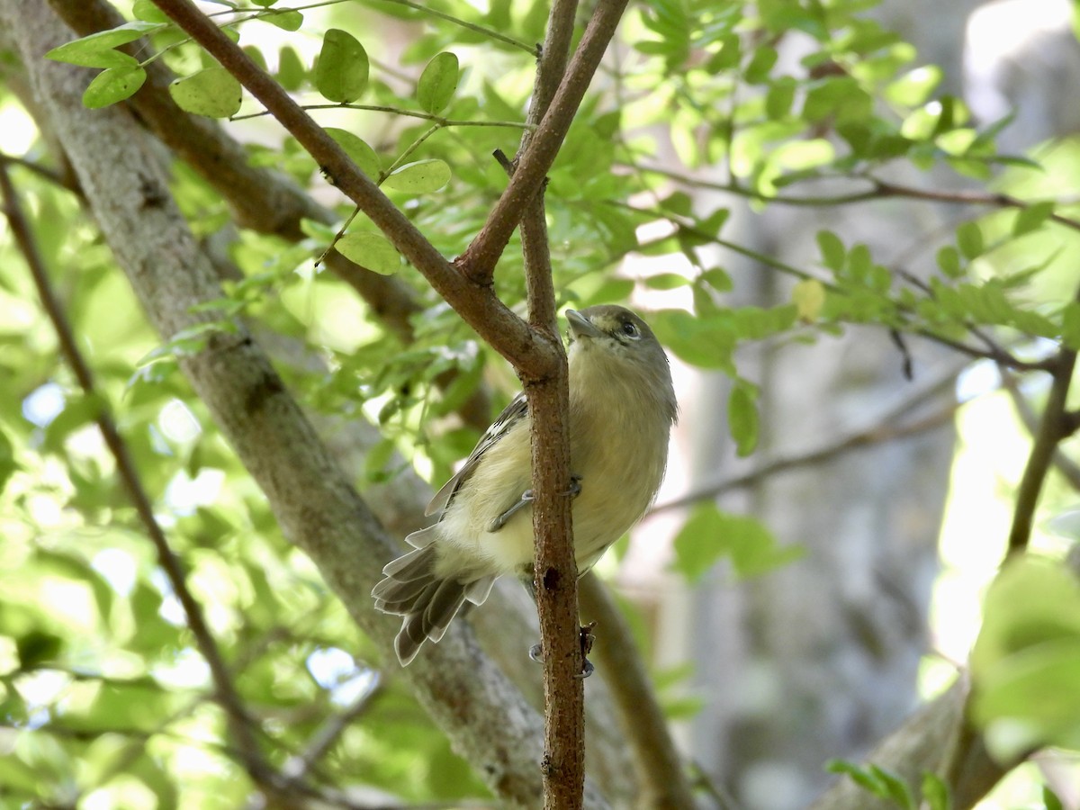 Thick-billed Vireo - ML623729301