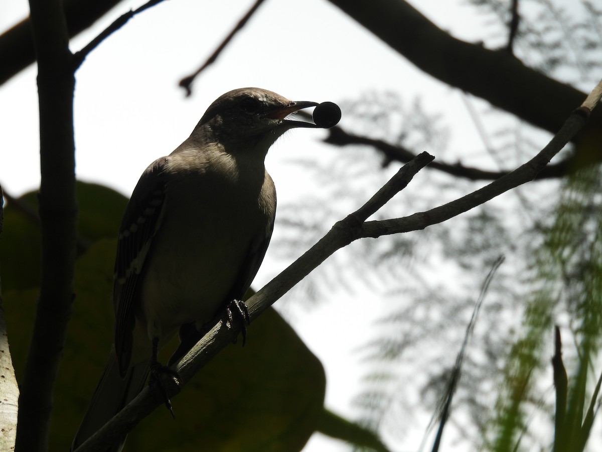 Northern Mockingbird - ML623729306