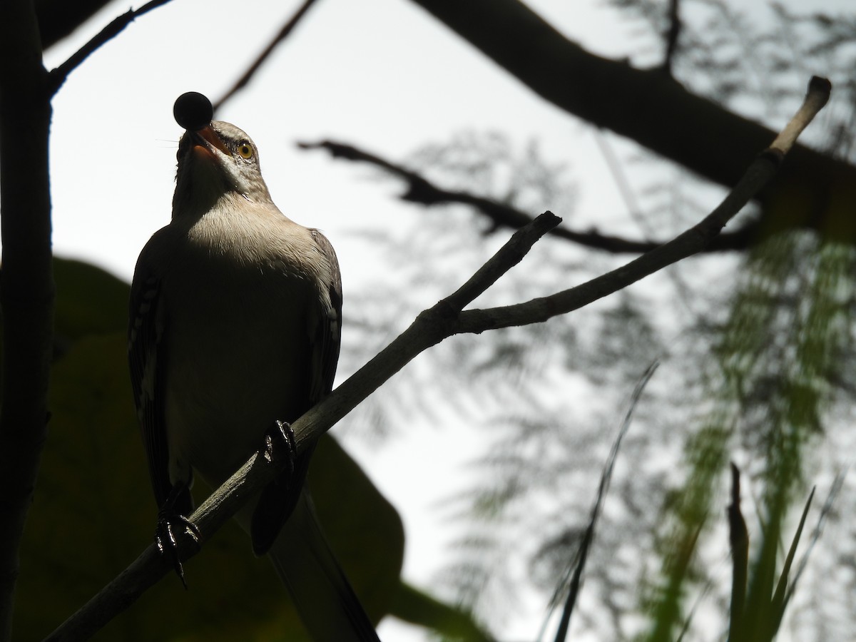 Northern Mockingbird - ML623729307