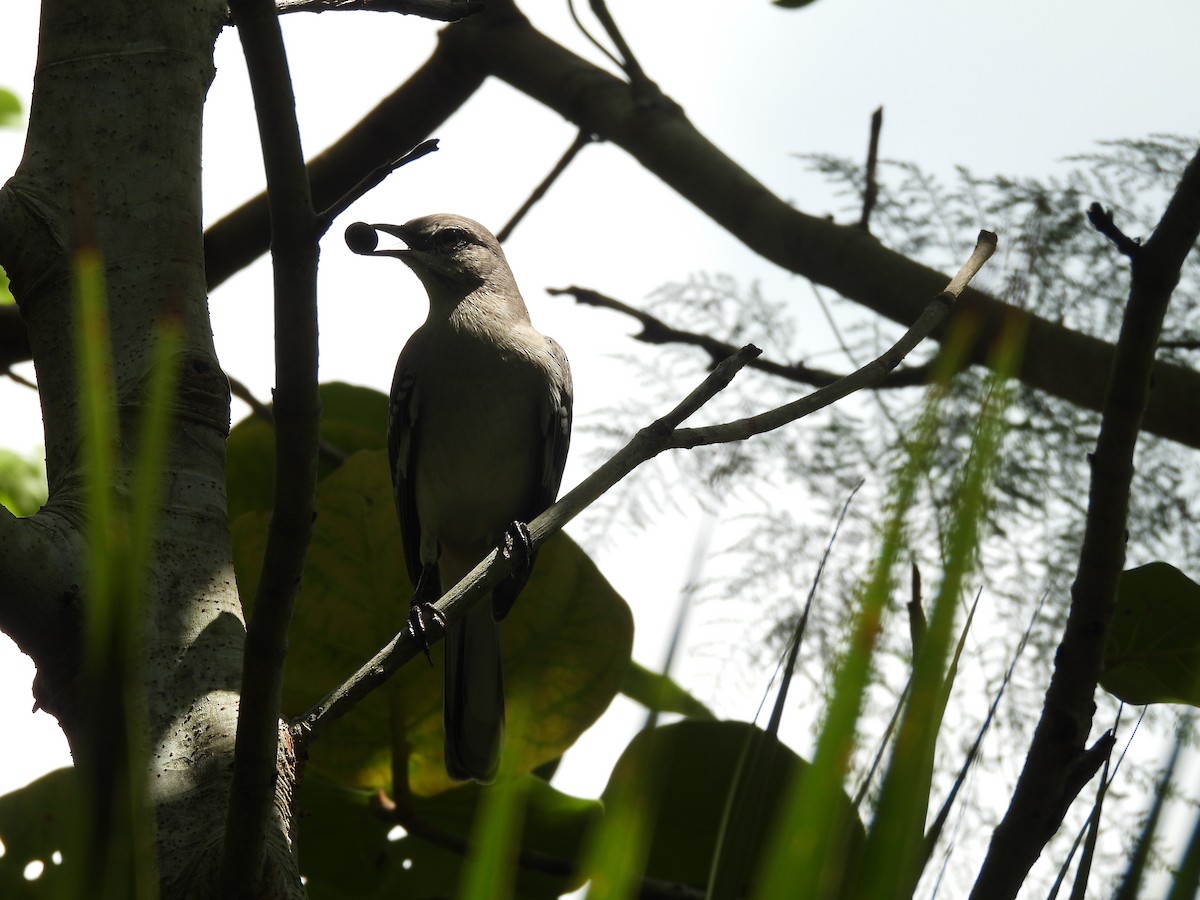 Northern Mockingbird - ML623729308