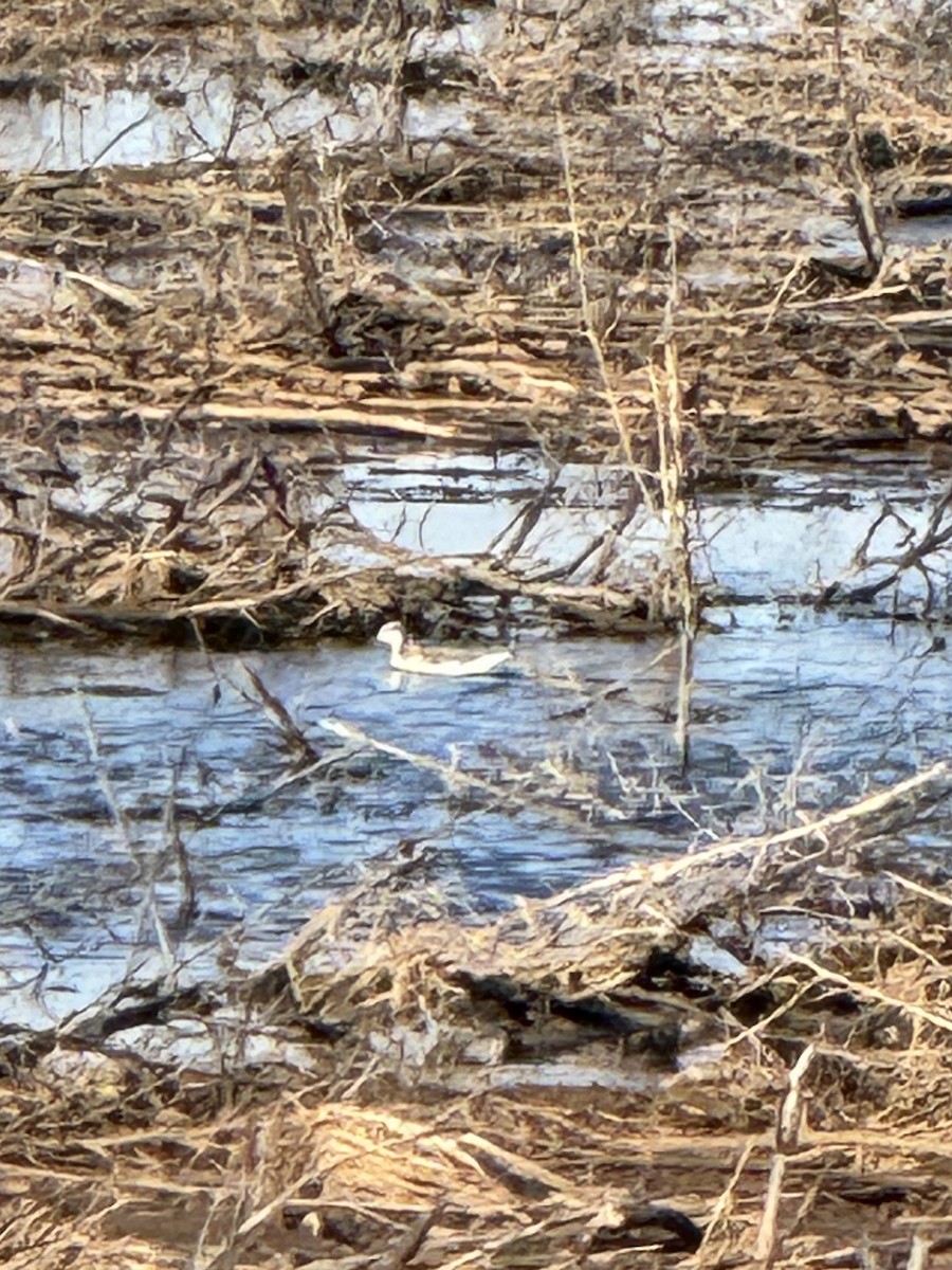 Wilson's Phalarope - ML623729330