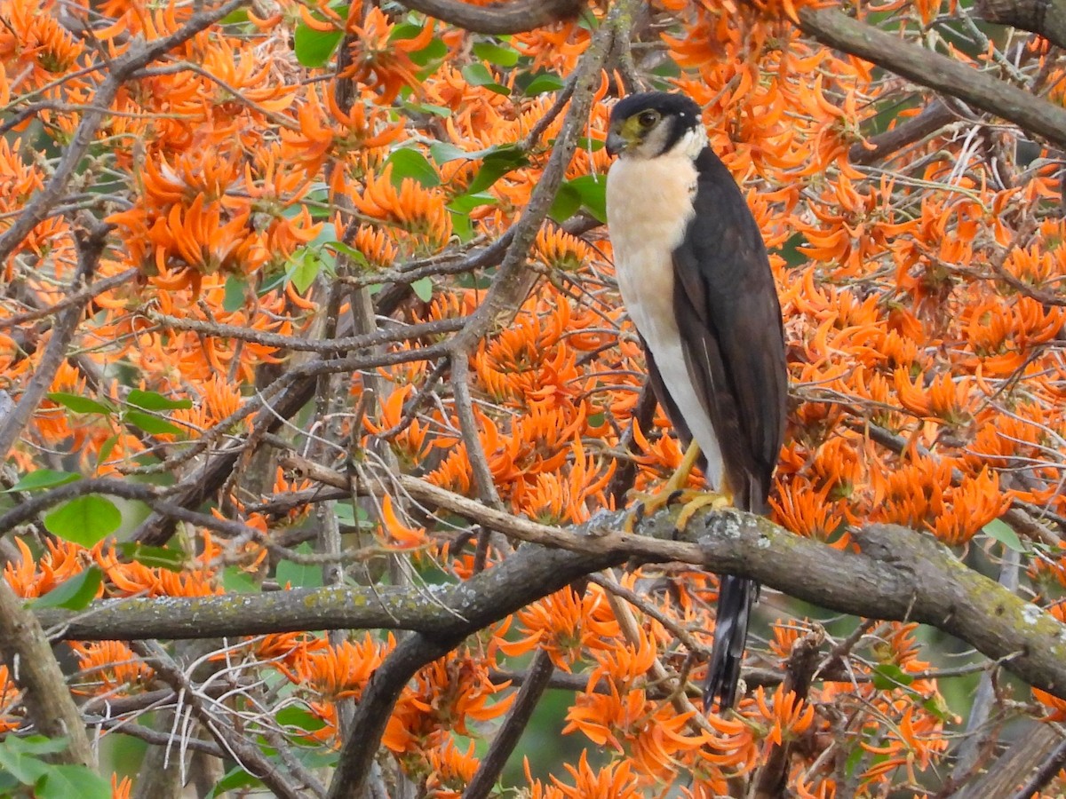 Collared Forest-Falcon - ML623729333