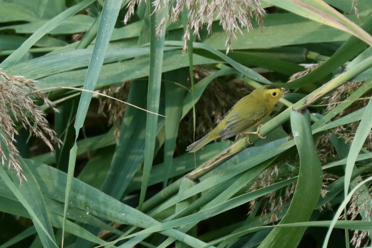 Wilson's Warbler - ML623729341