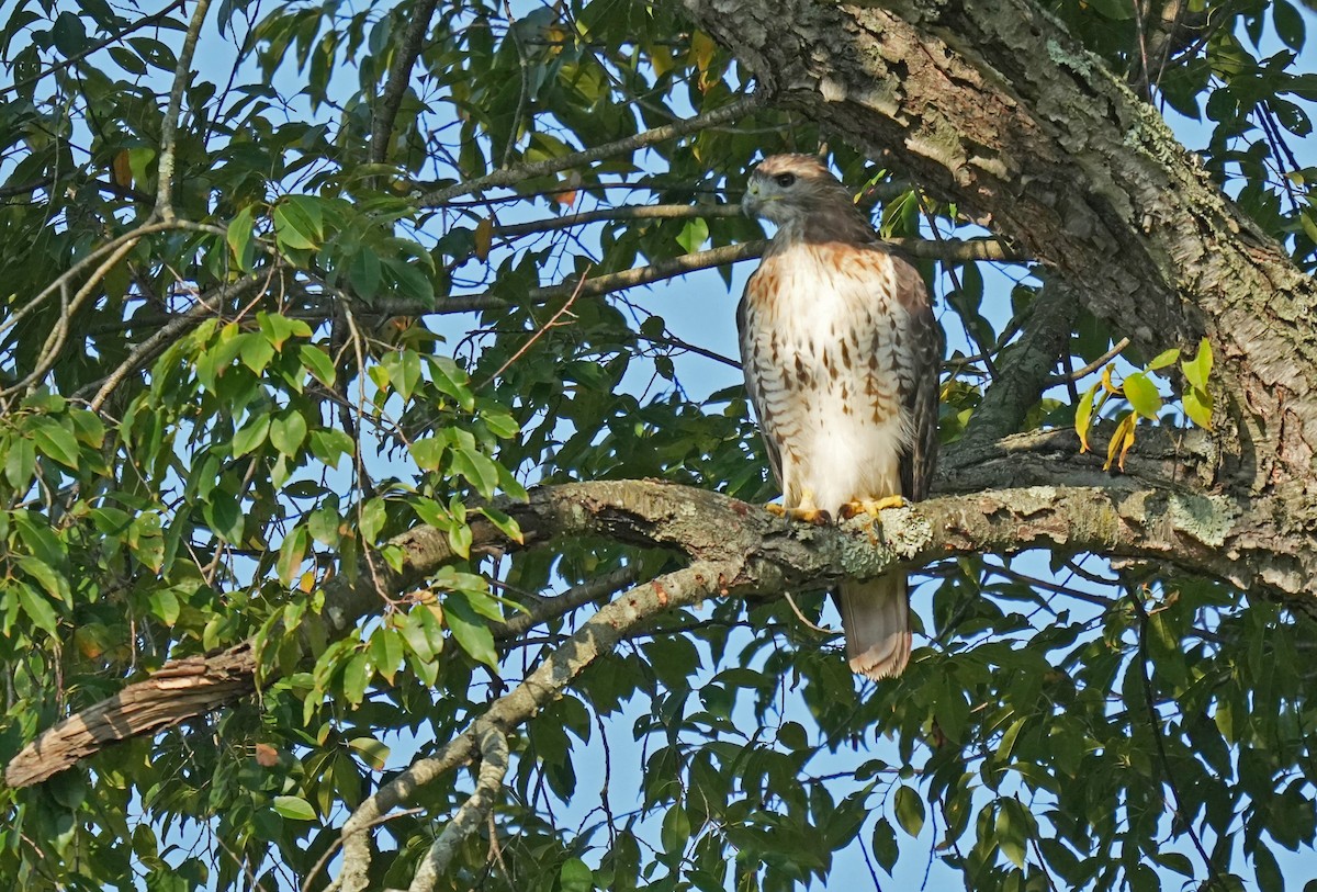 Red-tailed Hawk (borealis) - ML623729347