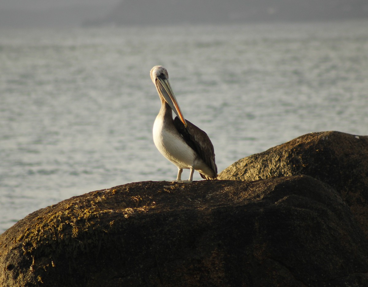 Peruvian Pelican - ML623729390