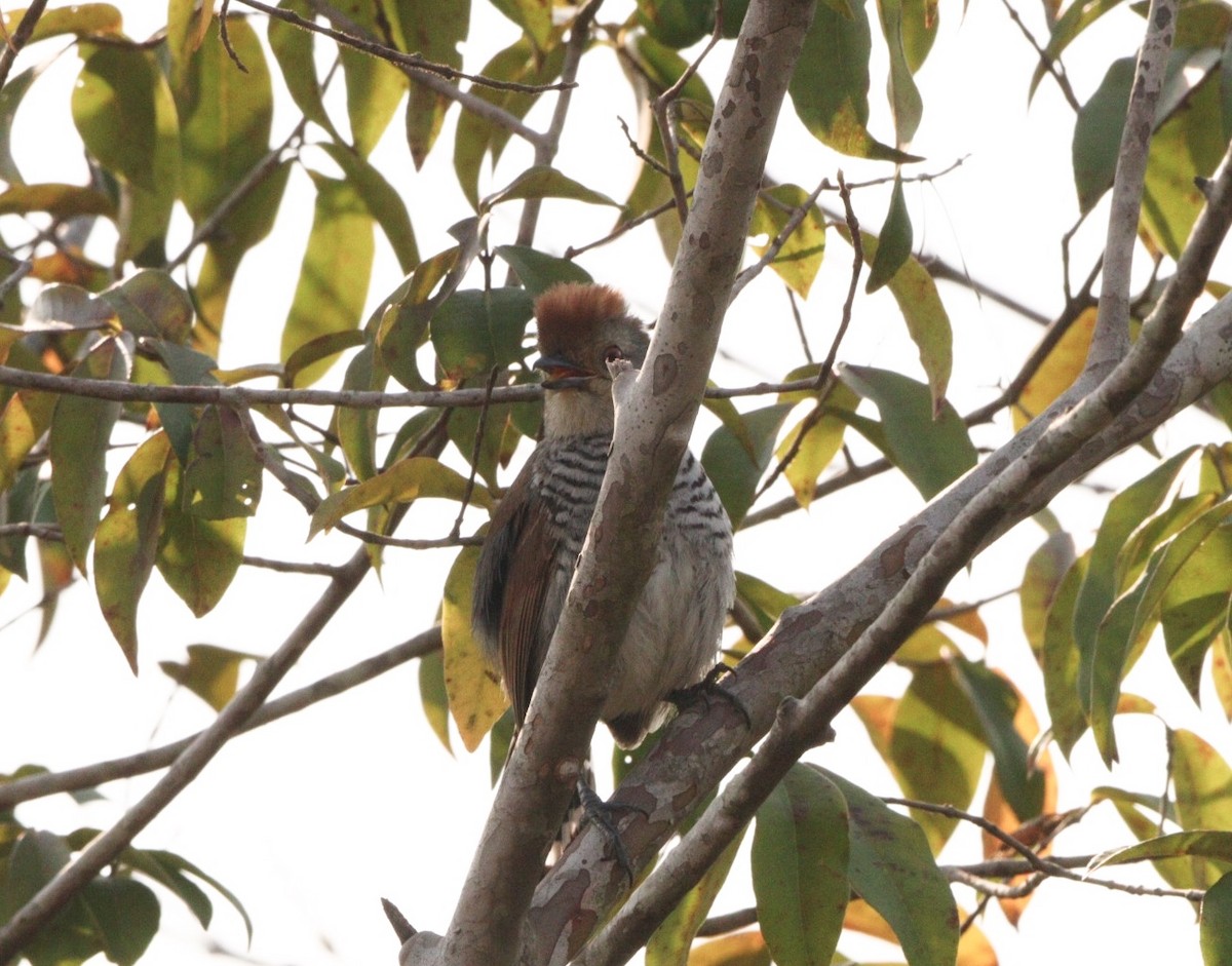 Rufous-capped Antshrike - Rubélio Souza