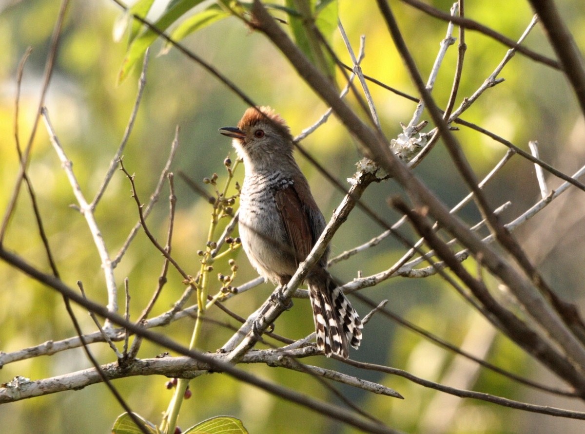 Rufous-capped Antshrike - Rubélio Souza