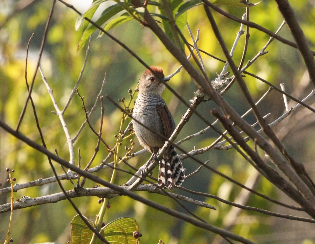 Rufous-capped Antshrike - ML623729425