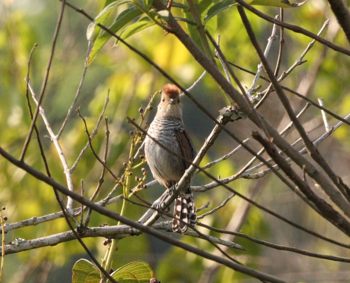 Rufous-capped Antshrike - ML623729426