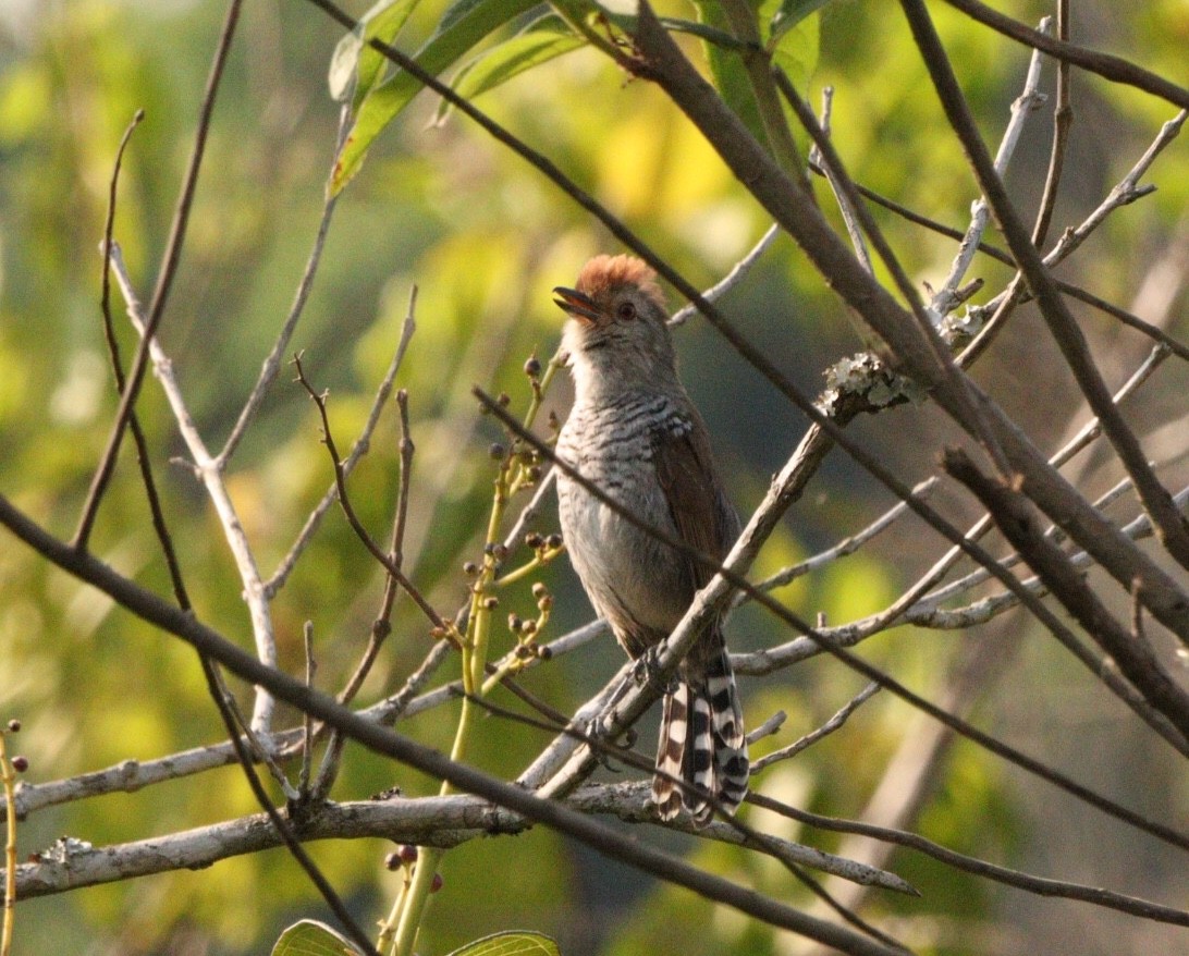 Rufous-capped Antshrike - ML623729427