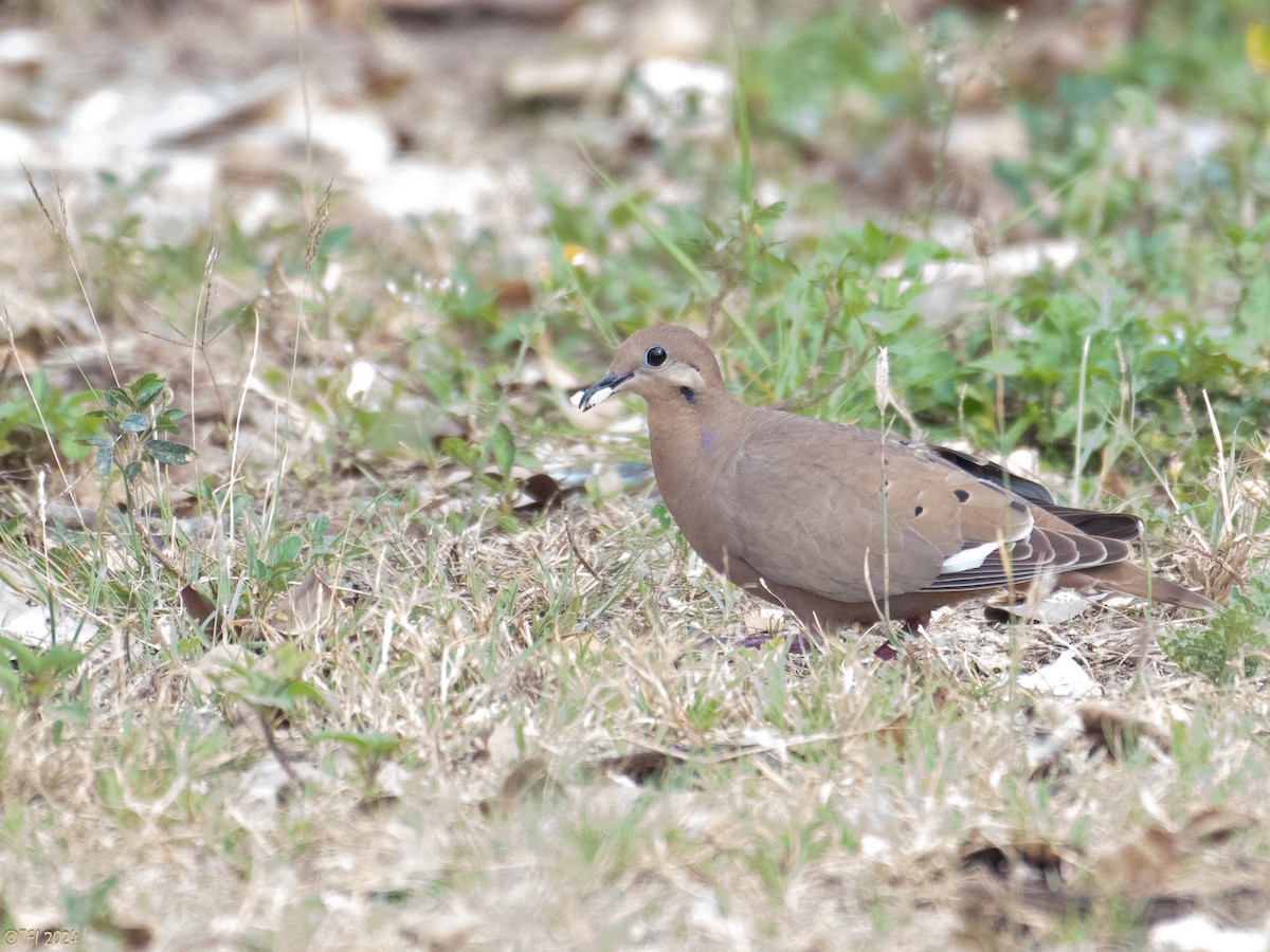 Zenaida Dove - ML623729444