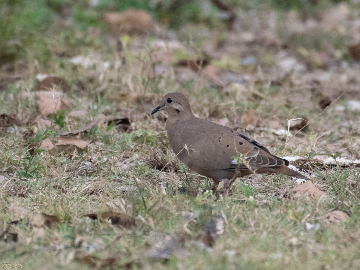 Zenaida Dove - ML623729453