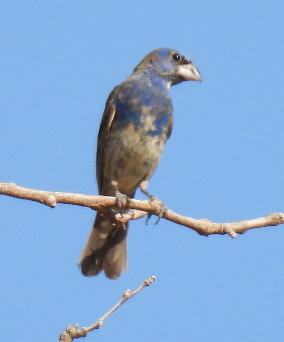 Blue Grosbeak - Julie Furgason