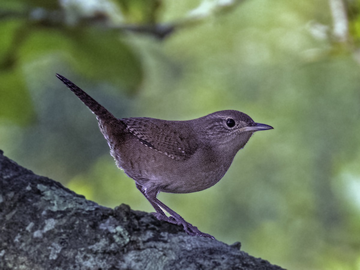 House Wren - ML623729462