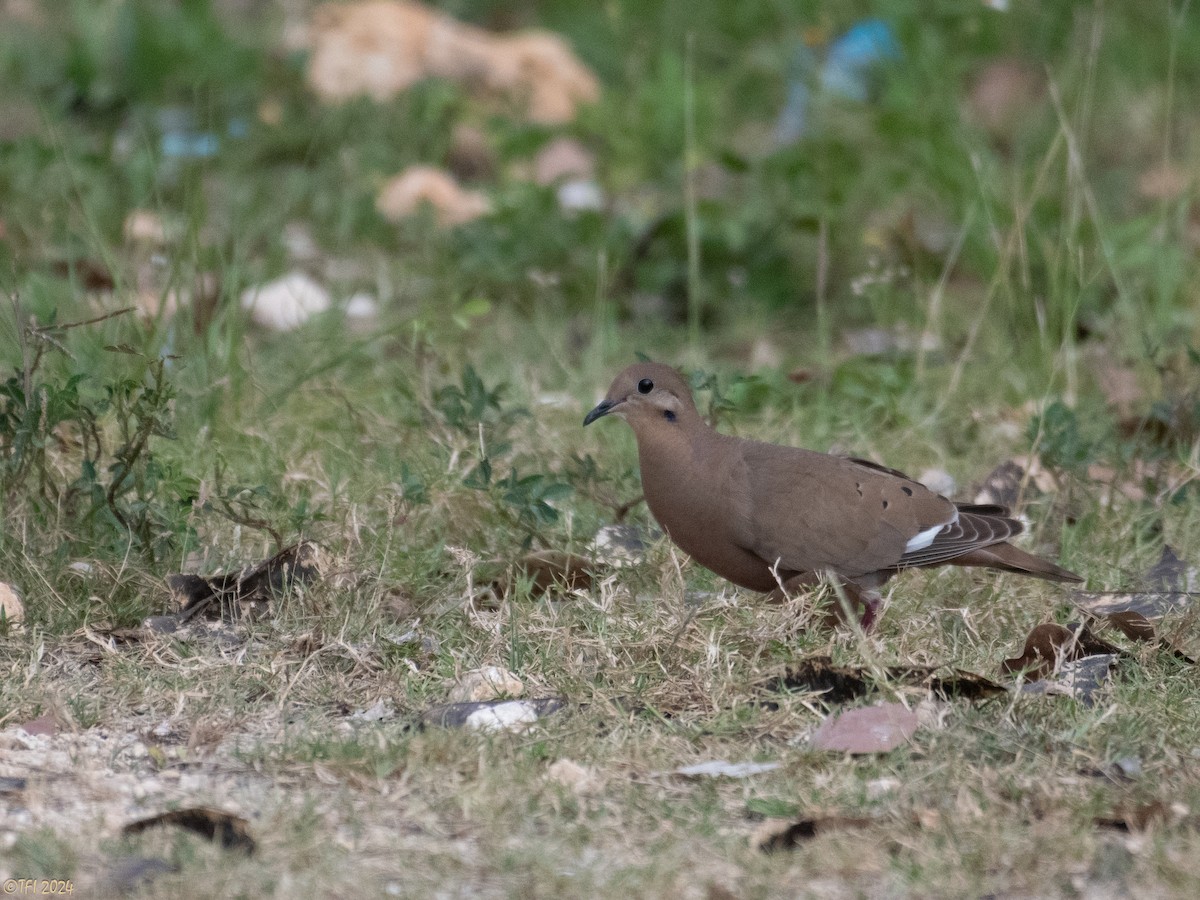 Zenaida Dove - ML623729464