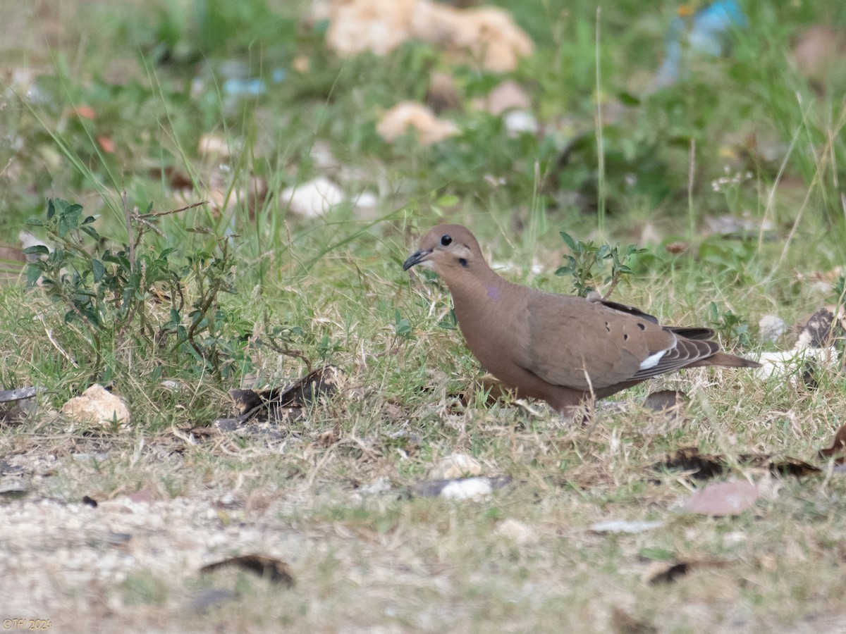 Zenaida Dove - ML623729466