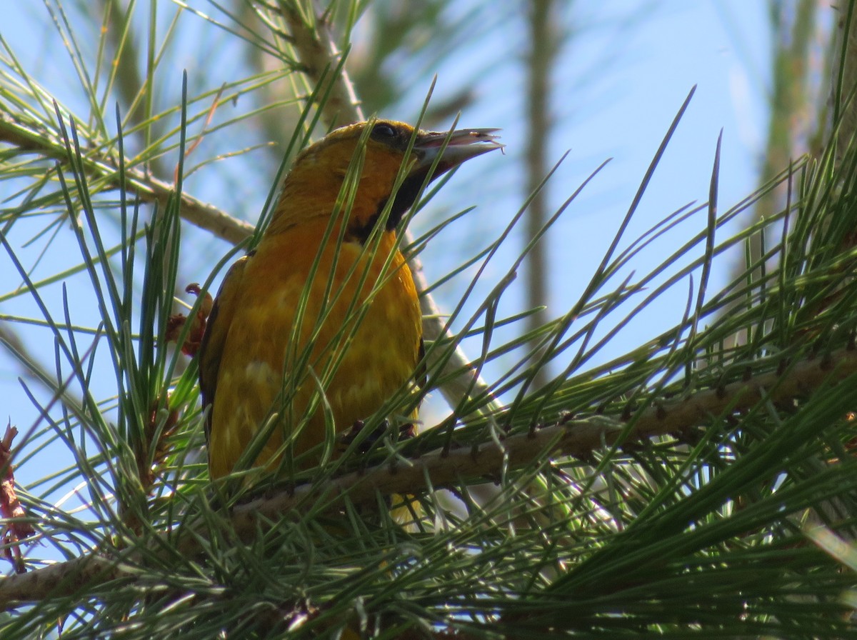 Bullock's Oriole - Aidan Sinha