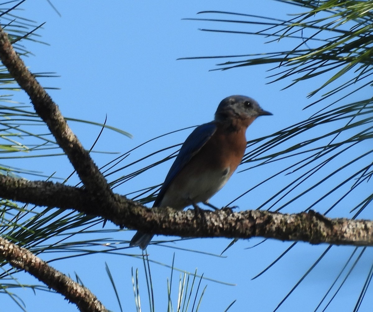 Eastern Bluebird - ML623729492