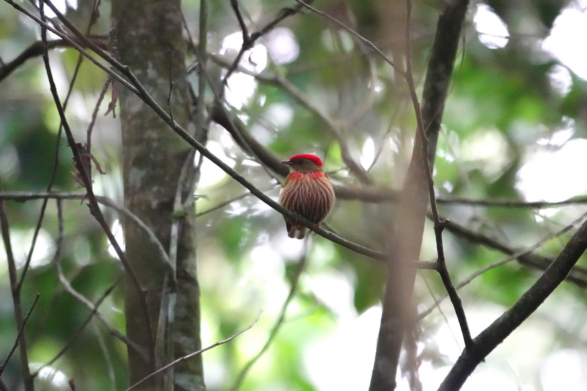 Striolated Manakin - ML623729497