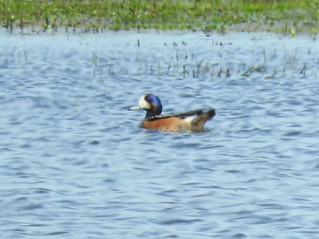 Chiloe Wigeon - Enrique Chiurla