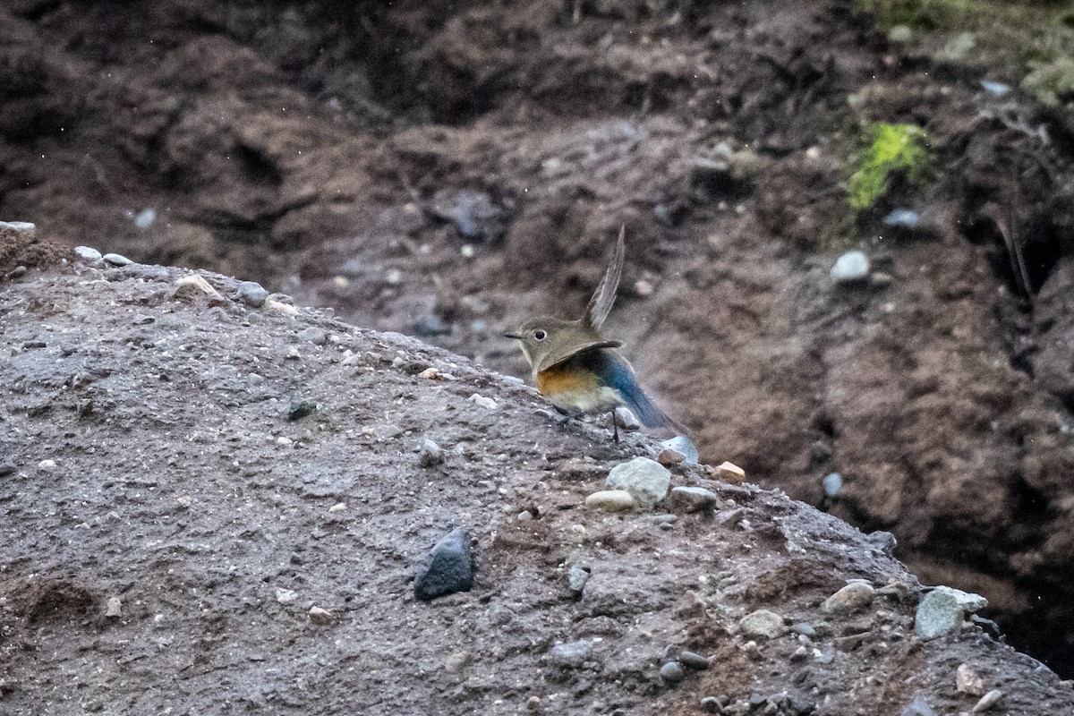 Red-flanked Bluetail - Rodney Ungwiluk Jr