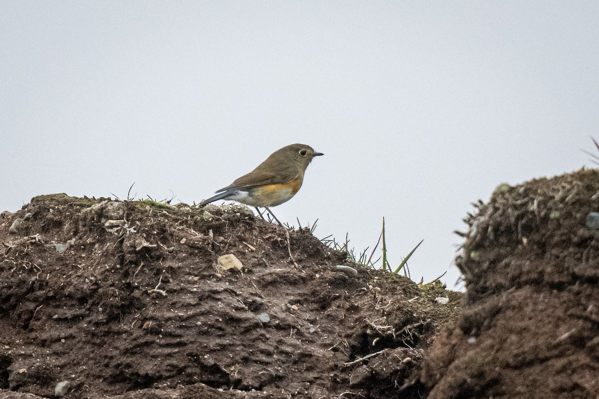 Red-flanked Bluetail - ML623729554