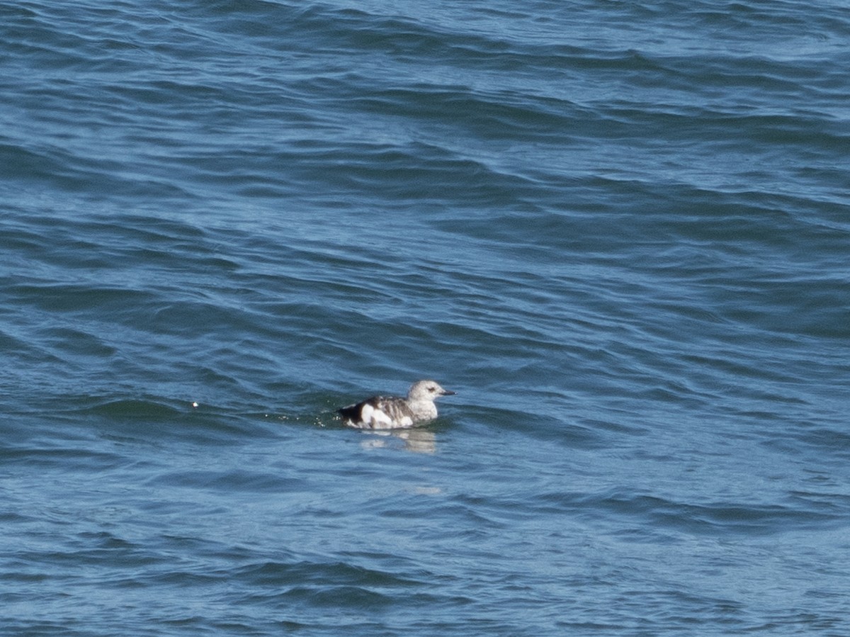 Black Guillemot - ML623729555