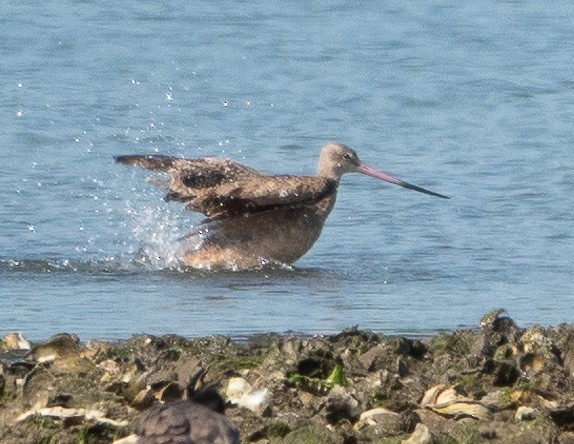 Marbled Godwit - ML623729577