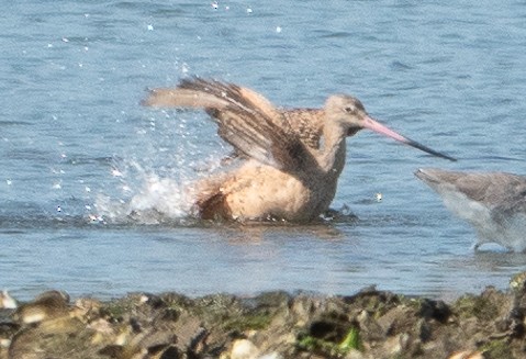 Marbled Godwit - ML623729578