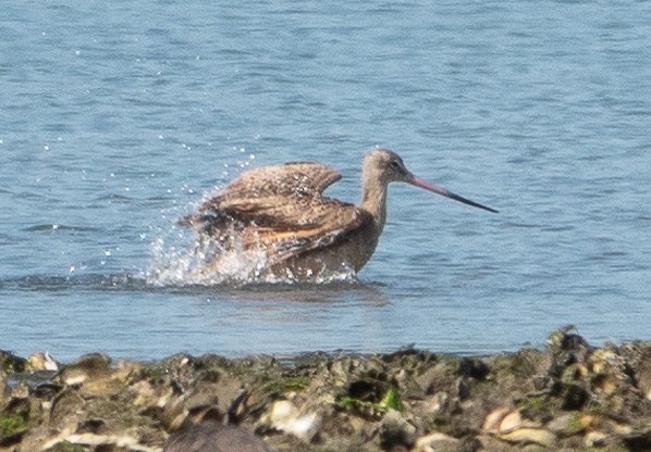 Marbled Godwit - ML623729579