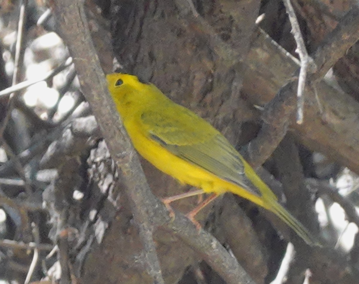 Wilson's Warbler - ML623729647