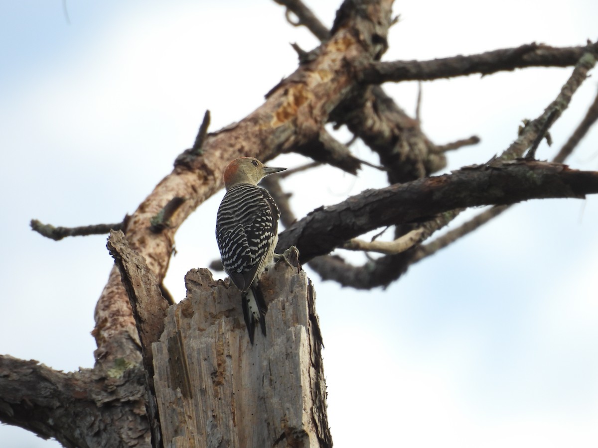 Red-bellied Woodpecker - ML623729681