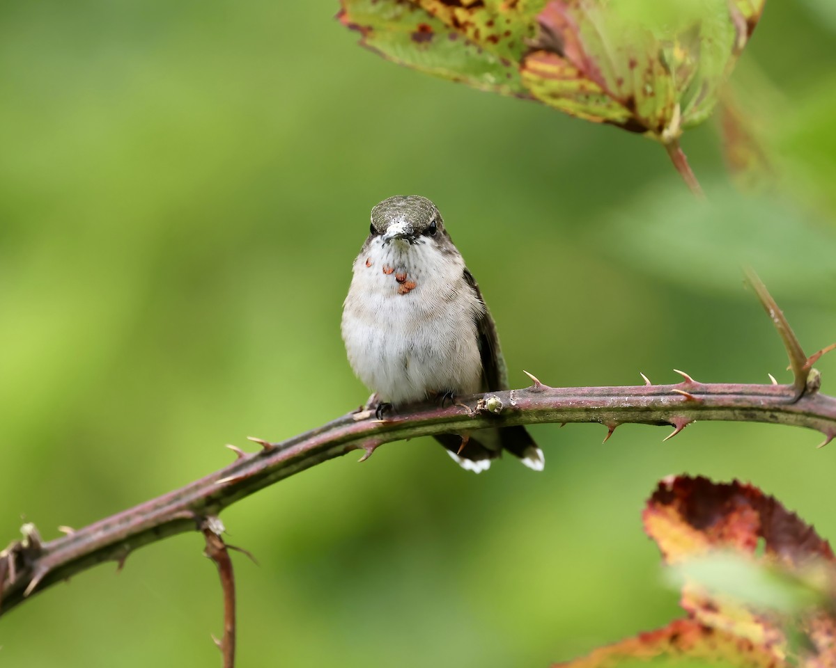 Ruby-throated Hummingbird - ML623729704