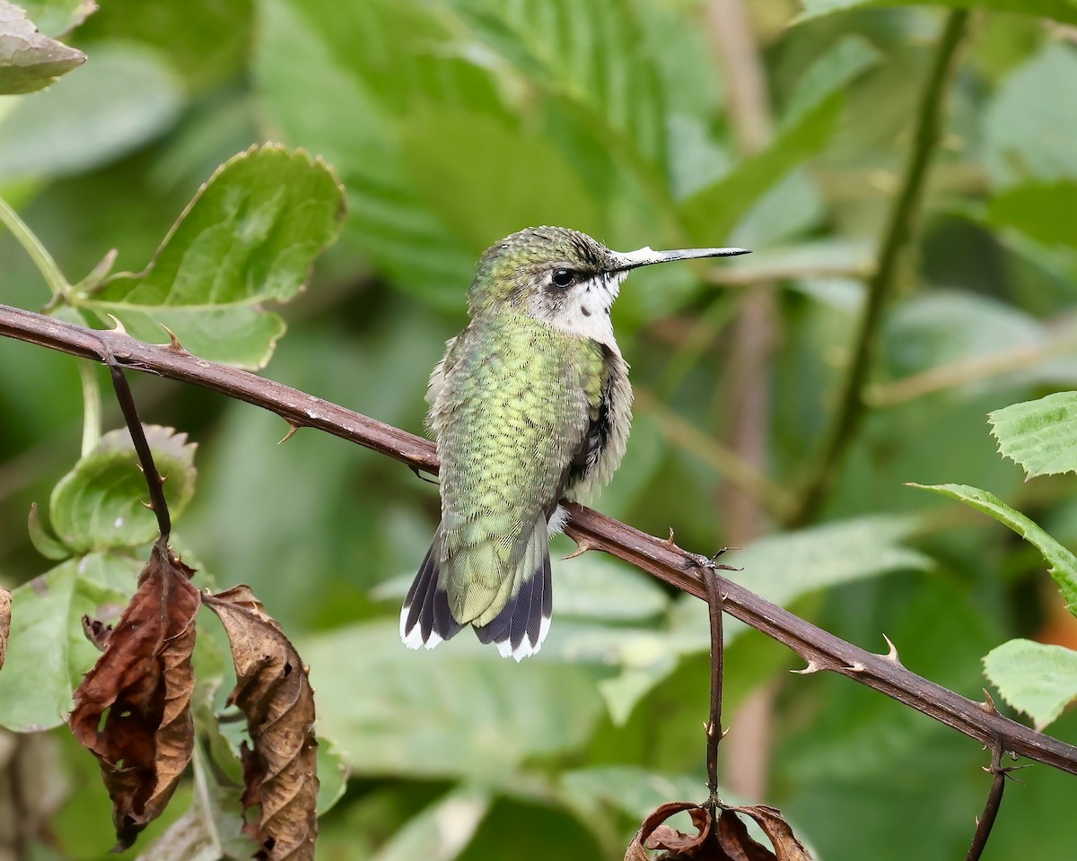 Ruby-throated Hummingbird - ML623729705